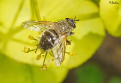 Tachina lurida