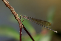 Pseudagrion jedda