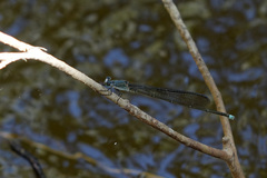 Pseudagrion jedda