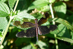 Rhyothemis princeps