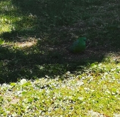 Psephotus haematonotus