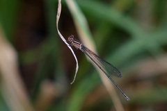 Pseudagrion ignifer
