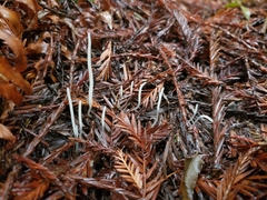 Clavaria falcata