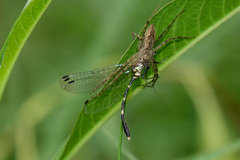 Nannophlebia eludens