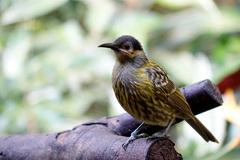 Xanthotis macleayanus