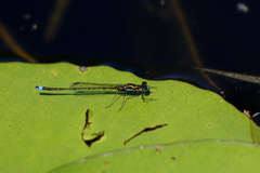 Austrocnemis splendida