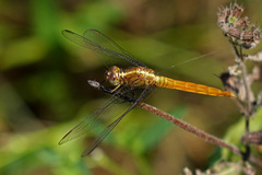 Orthetrum migratum