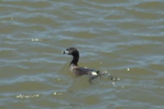Podilymbus podiceps