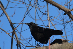 Corvus brachyrhynchos