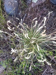 Poa fendleriana