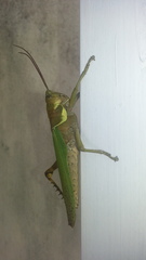 Coryacris angustipennis