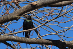 Sturnus vulgaris