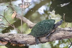 Trachemys stejnegeri