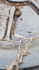 Lepisma