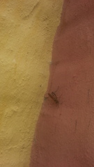 Sceliphron asiaticum