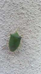 Loxa deducta