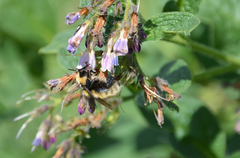 Bombus distinguendus