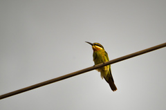 Merops superciliosus