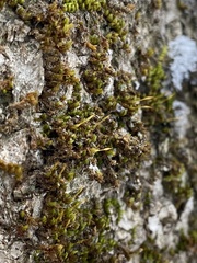 Drummondia prorepens