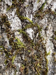 Drummondia prorepens