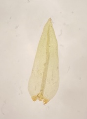 Drummondia prorepens