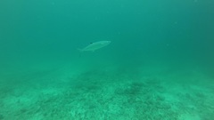 Scomberomorus regalis