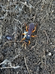 Ichneumon ambulatorius