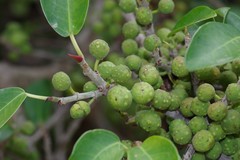 Ficus burtt-davyi