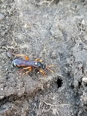 Ichneumon ambulatorius