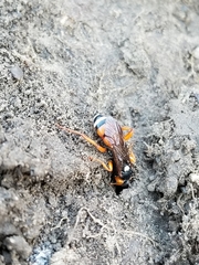 Ichneumon ambulatorius