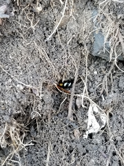 Ichneumon ambulatorius