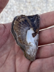 Pteria colymbus