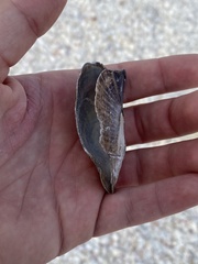 Pteria colymbus