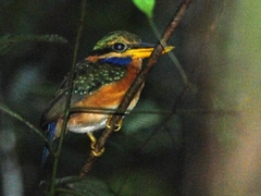 Actenoides concretus