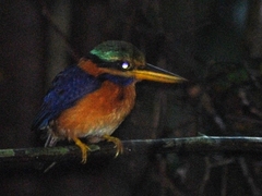Actenoides concretus