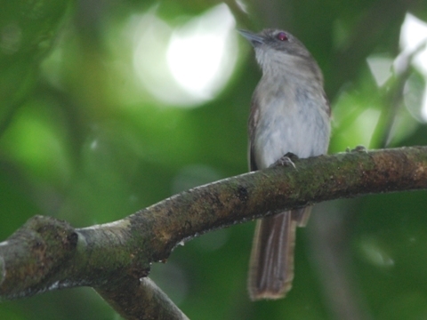 Malacopteron Babblers