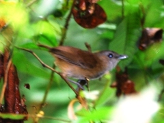 Malacocincla sepiaria