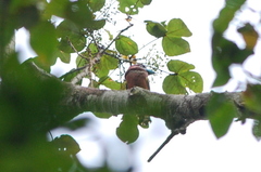 Eurylaimus javanicus