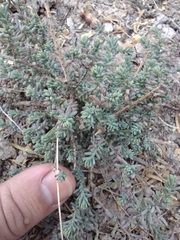 Sedum potosinum