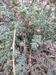 Sedum potosinum