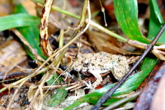 Fejervarya limnocharis