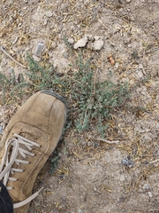 Sedum potosinum