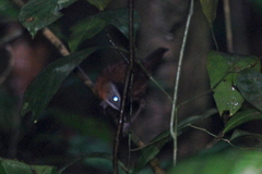 Pellorneum capistratum