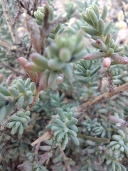 Sedum potosinum