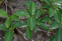 Ficus burtt-davyi