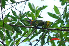 Psilopogon rafflesii