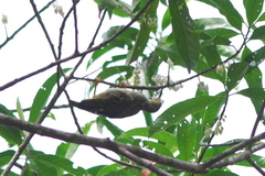 Arachnothera flavigaster