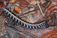 Platyrhacus lineatus