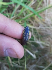 Atractus crassicaudatus