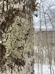 Punctelia appalachensis